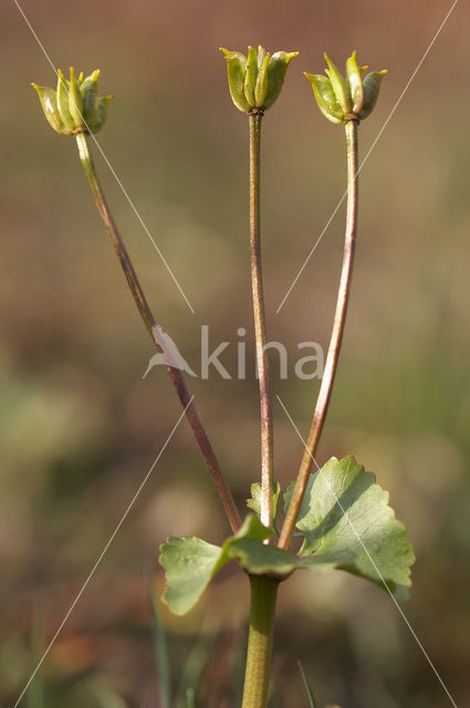 Marsh Marigold (Caltha palustris)