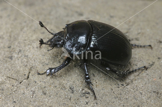 Minotaur Beetle (Typhaeus typhoeus)