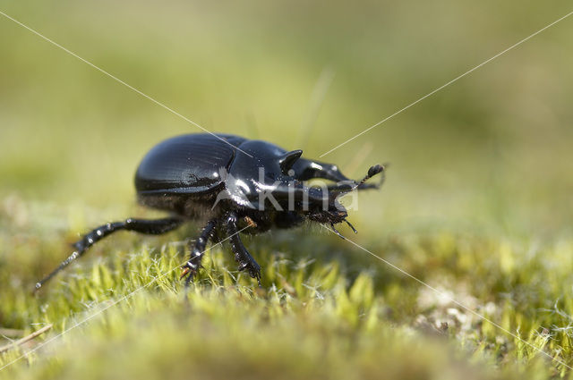 Minotaur Beetle (Typhaeus typhoeus)