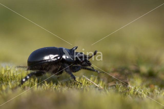 Minotaur Beetle (Typhaeus typhoeus)