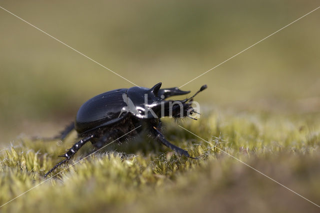 Minotaur Beetle (Typhaeus typhoeus)