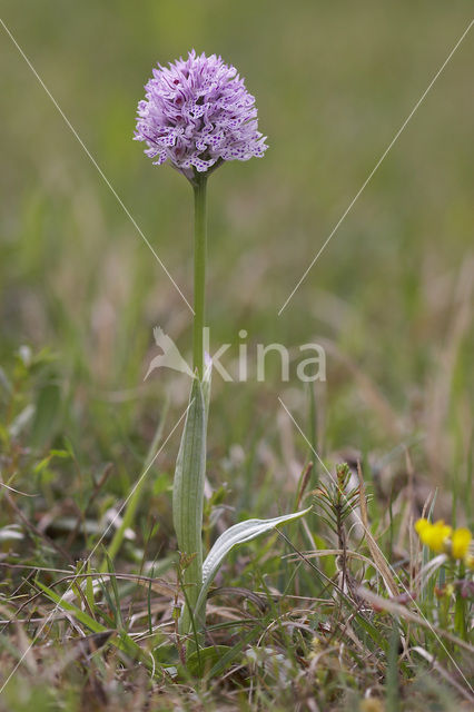 three-toothed orchid (Neotinea tridentata)