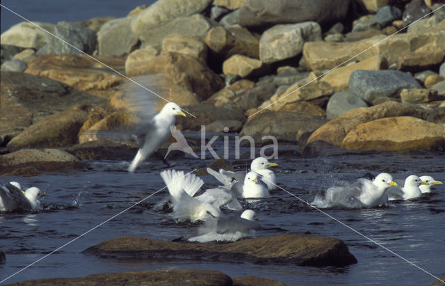 Black-legged Kittiwake (Rissa tridactyla)