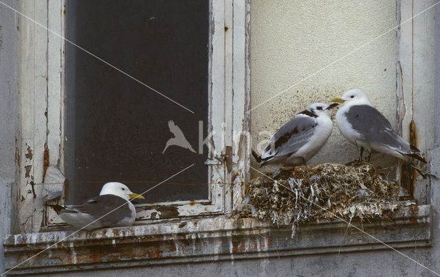 Black-legged Kittiwake (Rissa tridactyla)