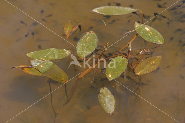 Broad-leaved Pondweed (Potamogeton natans)