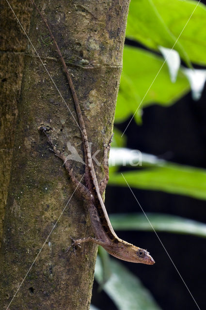 Dry Forest Anole (Anolis cupreus)