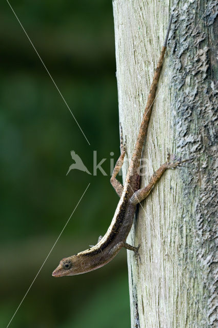 Dry Forest Anole (Anolis cupreus)