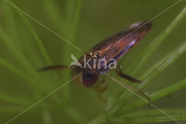 Waterboatman (Hesperocorixa castanea)