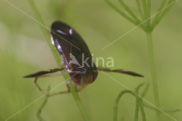 Waterboatman (Hesperocorixa sahlbergi)