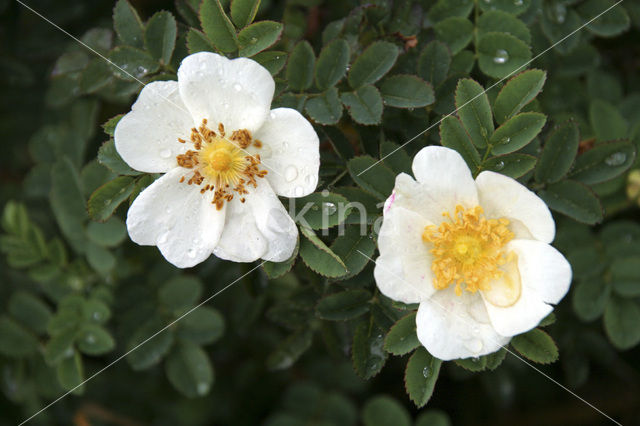 Duinroosje (Rosa pimpinellifolia)