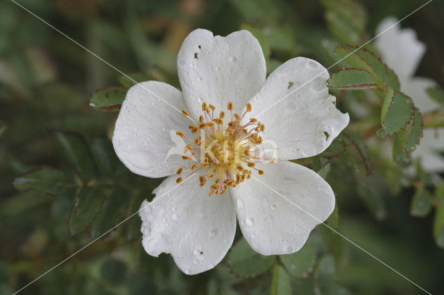 Duinroosje (Rosa pimpinellifolia)