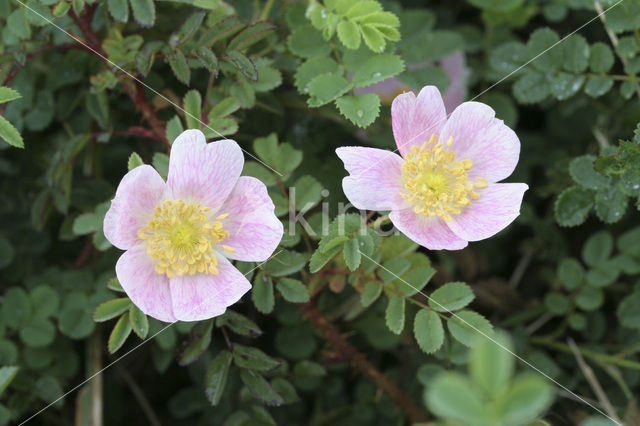 Duinroosje (Rosa pimpinellifolia)