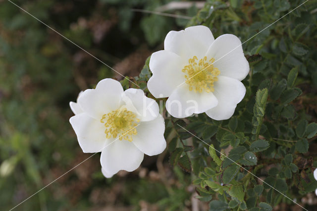 Duinroosje (Rosa pimpinellifolia)