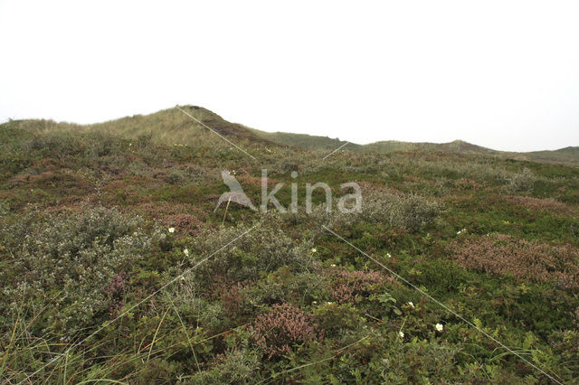 Burnet Rose (Rosa pimpinellifolia)