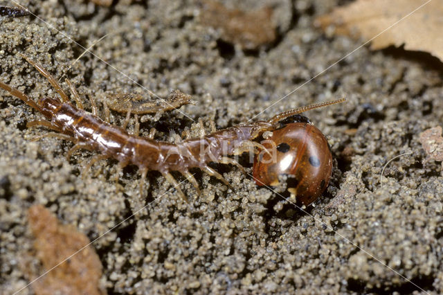 Duizendpoot spec. (Lithobiidae spec.)