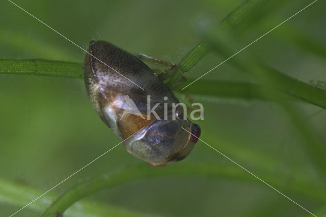 Pigmy Backswimmer (Plea minutissima)
