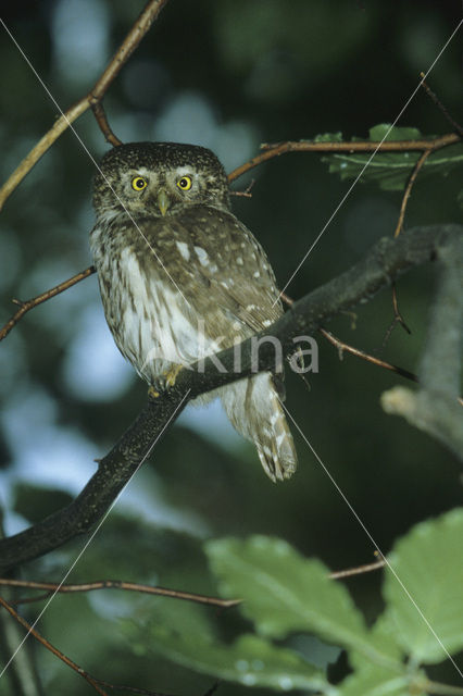 Eurasian Pygmy-Owl (Glaucidium passerinum)