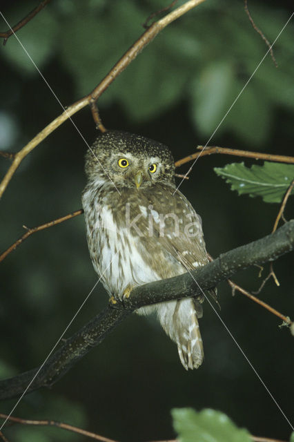 Eurasian Pygmy-Owl (Glaucidium passerinum)