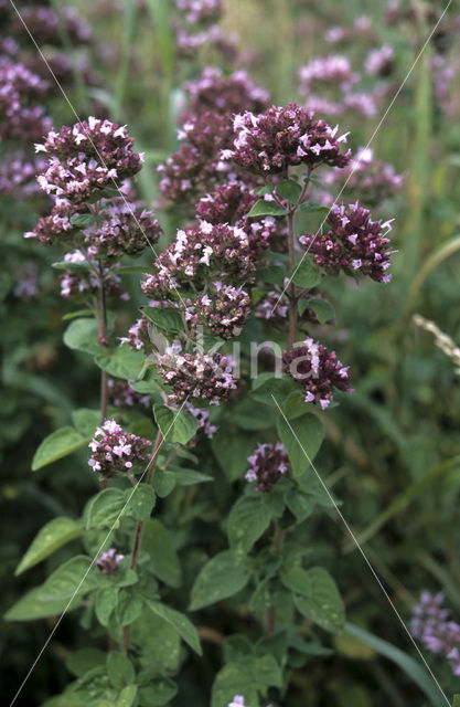 Echte marjolein (Origanum majorana)