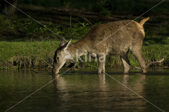 Red Deer (Cervus elaphus)