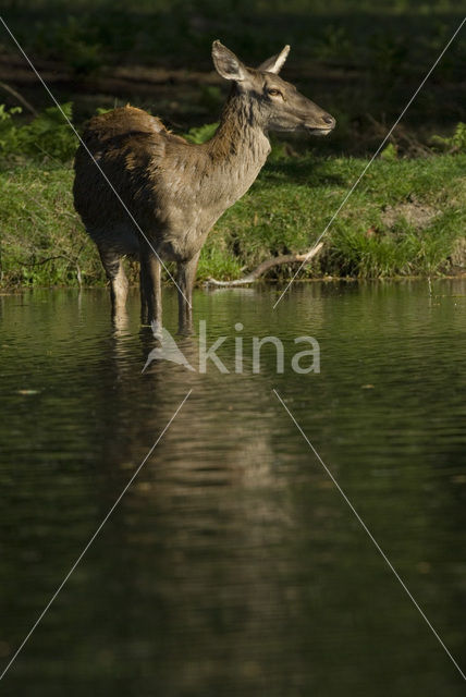 Edelhert (Cervus elaphus)