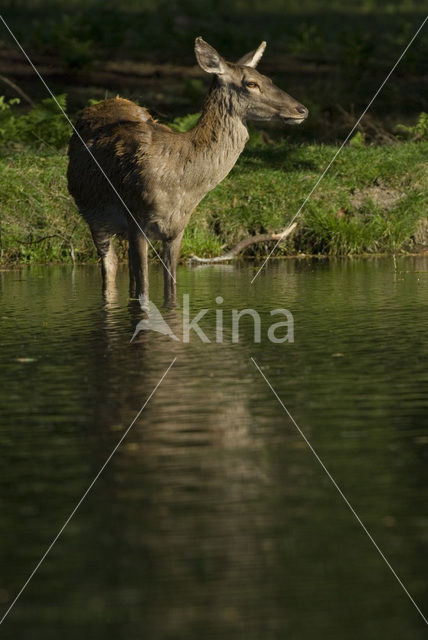 Red Deer (Cervus elaphus)