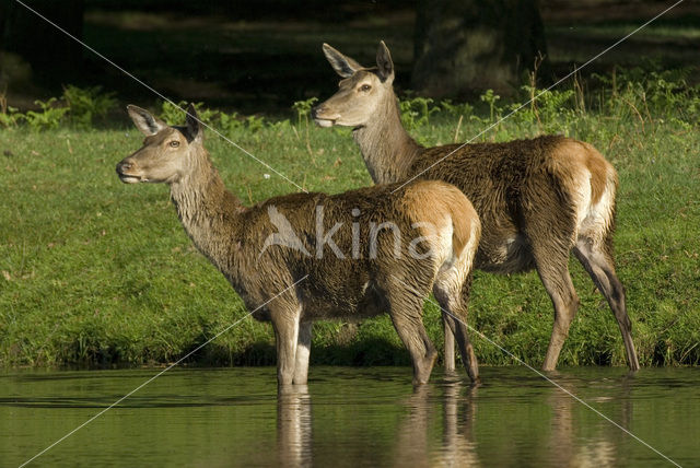 Edelhert (Cervus elaphus)