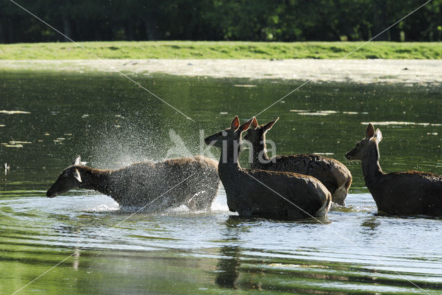 Red Deer (Cervus elaphus)
