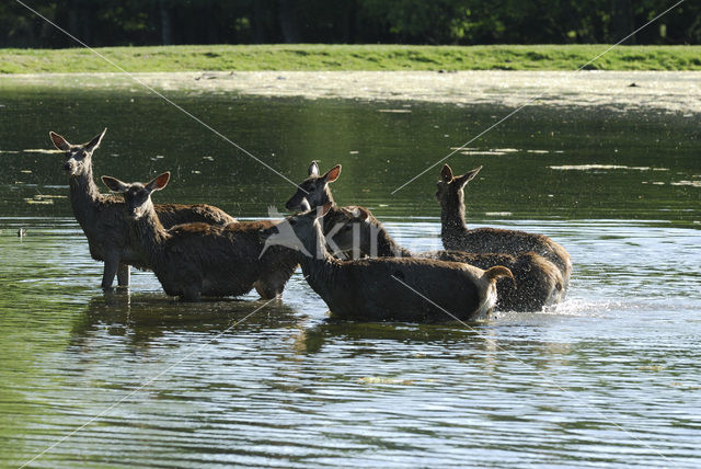 Red Deer (Cervus elaphus)