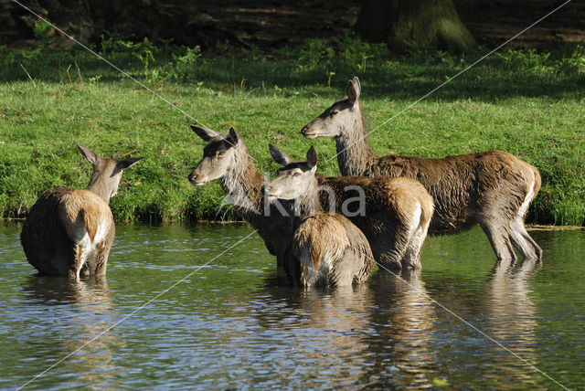 Red Deer (Cervus elaphus)