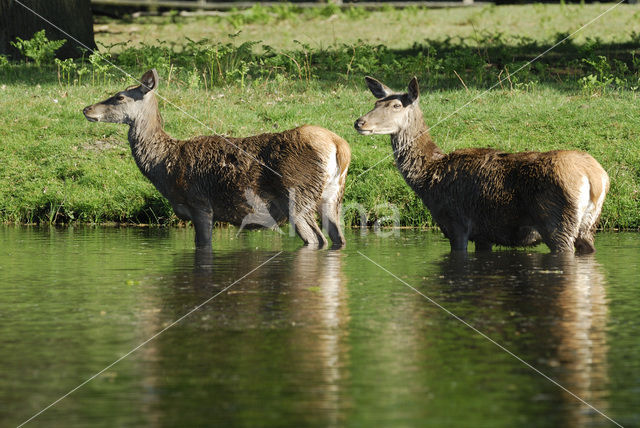 Edelhert (Cervus elaphus)