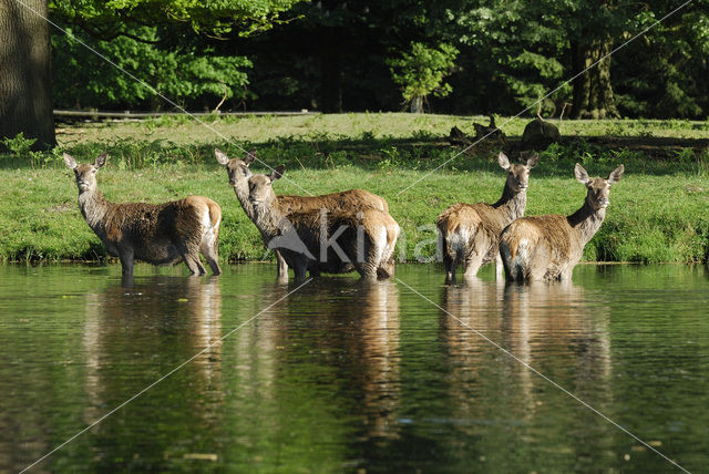 Red Deer (Cervus elaphus)