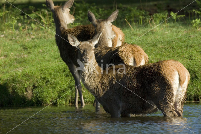 Edelhert (Cervus elaphus)