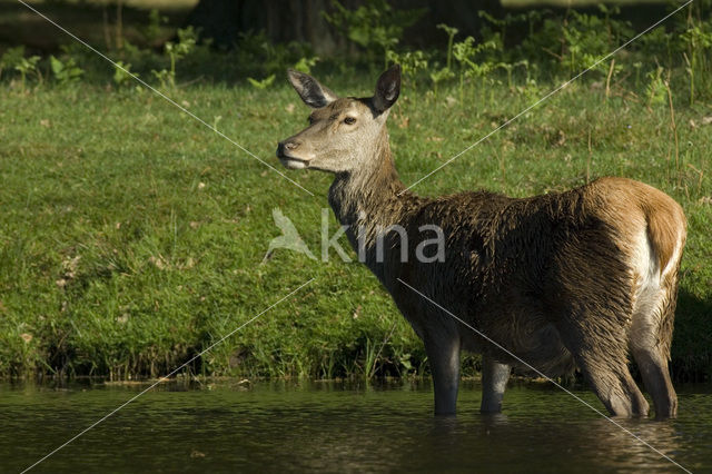 Red Deer (Cervus elaphus)