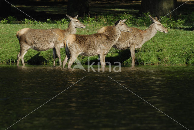 Red Deer (Cervus elaphus)