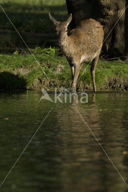 Red Deer (Cervus elaphus)