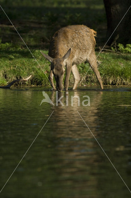 Red Deer (Cervus elaphus)