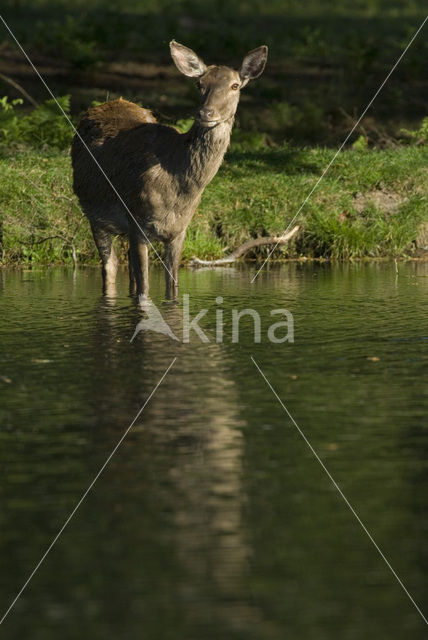 Red Deer (Cervus elaphus)