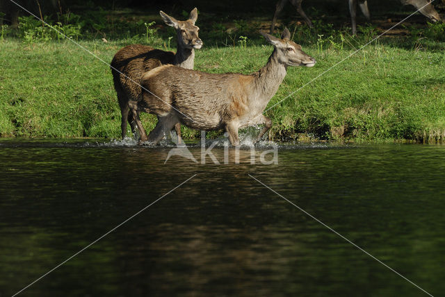 Edelhert (Cervus elaphus)