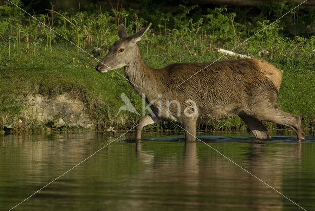 Red Deer (Cervus elaphus)