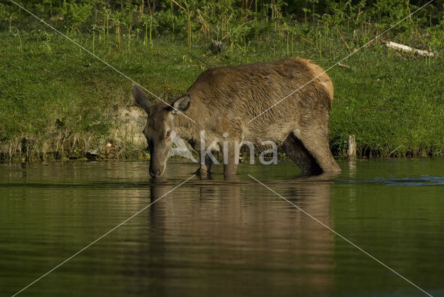 Red Deer (Cervus elaphus)