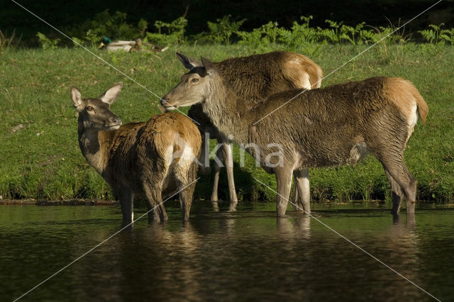 Edelhert (Cervus elaphus)