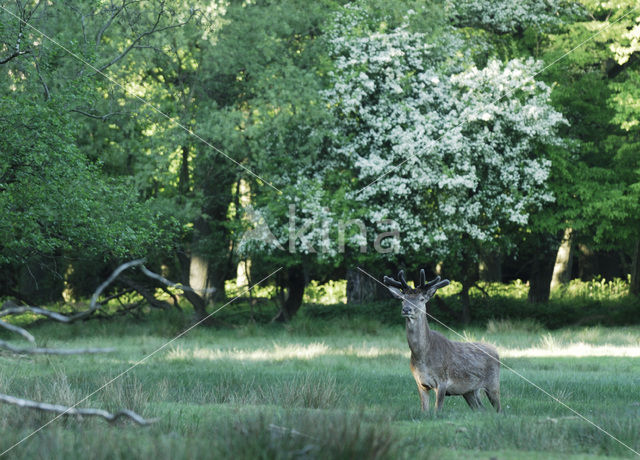 Edelhert (Cervus elaphus)