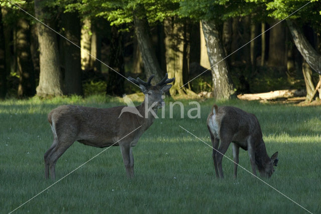 Edelhert (Cervus elaphus)