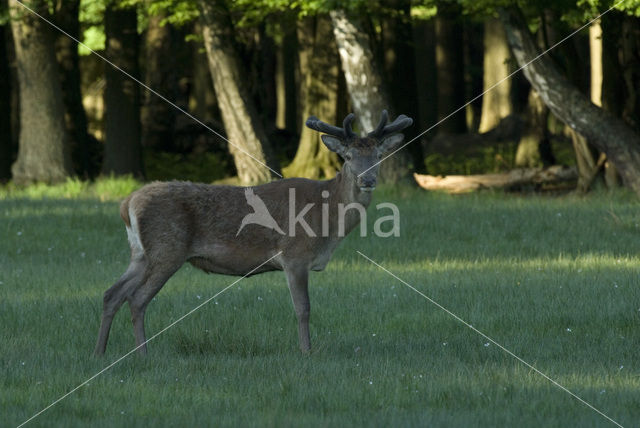 Red Deer (Cervus elaphus)