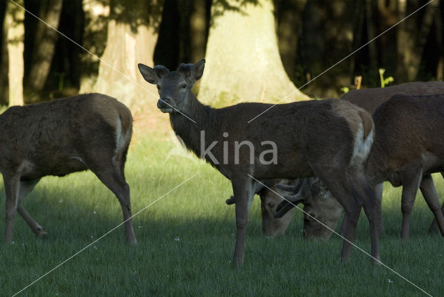 Edelhert (Cervus elaphus)