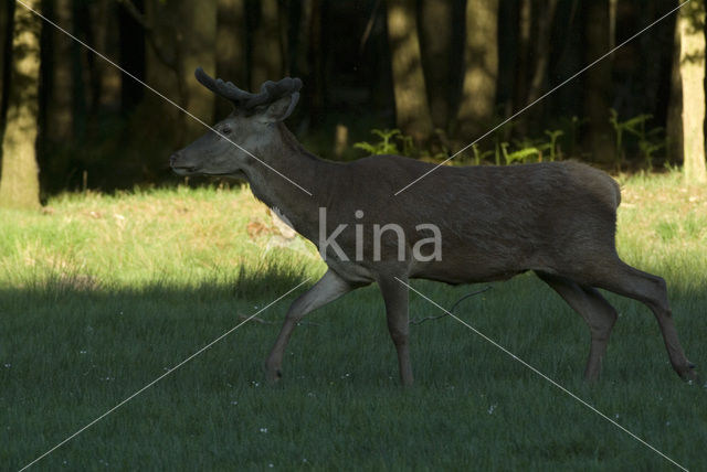 Red Deer (Cervus elaphus)