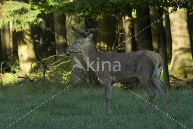 Red Deer (Cervus elaphus)