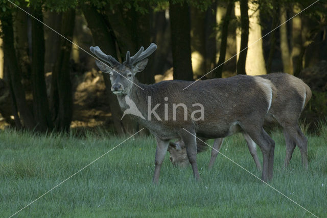 Edelhert (Cervus elaphus)