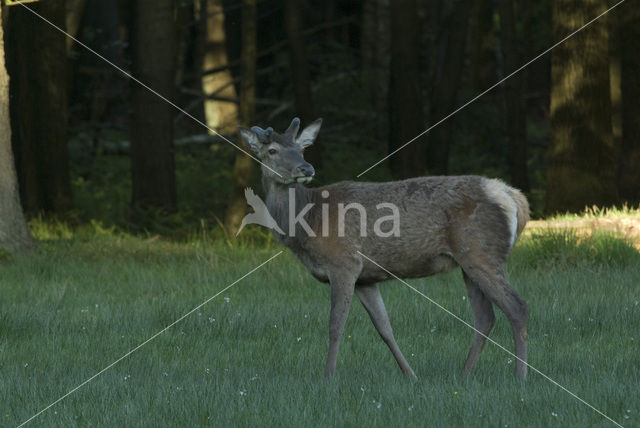 Red Deer (Cervus elaphus)